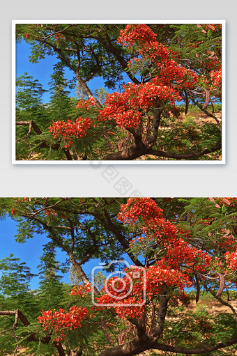 蓝天植物红色凤凰花摄影图片