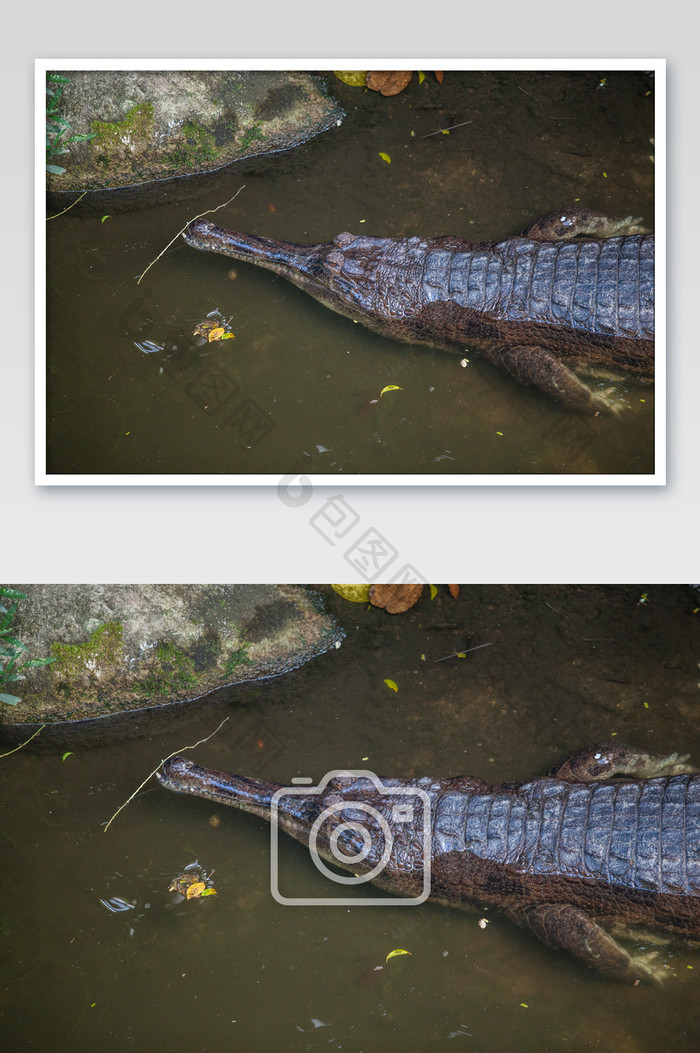长吻鳄水中姿态摄影图片