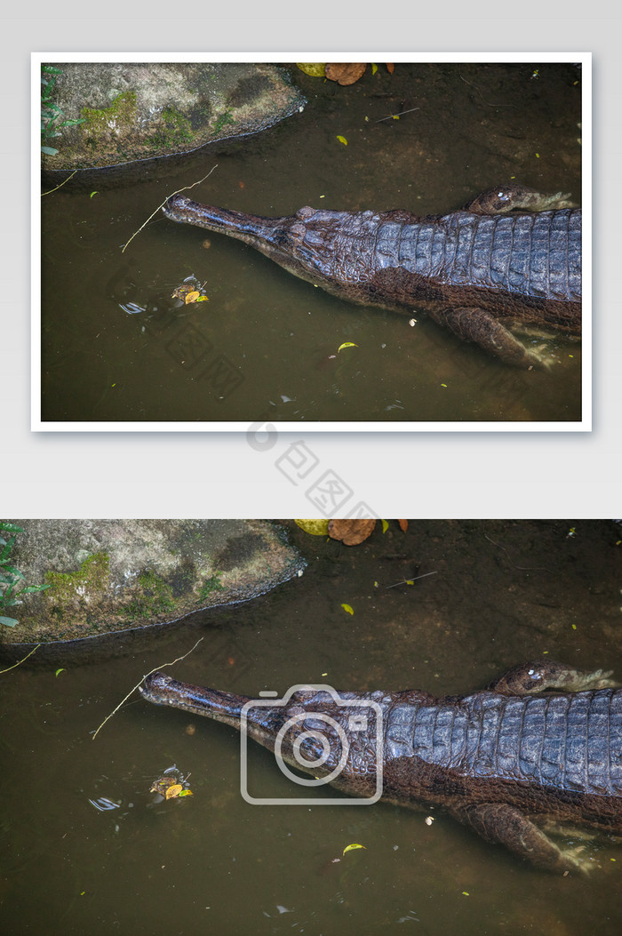 长吻鳄水中姿态摄影图片图片