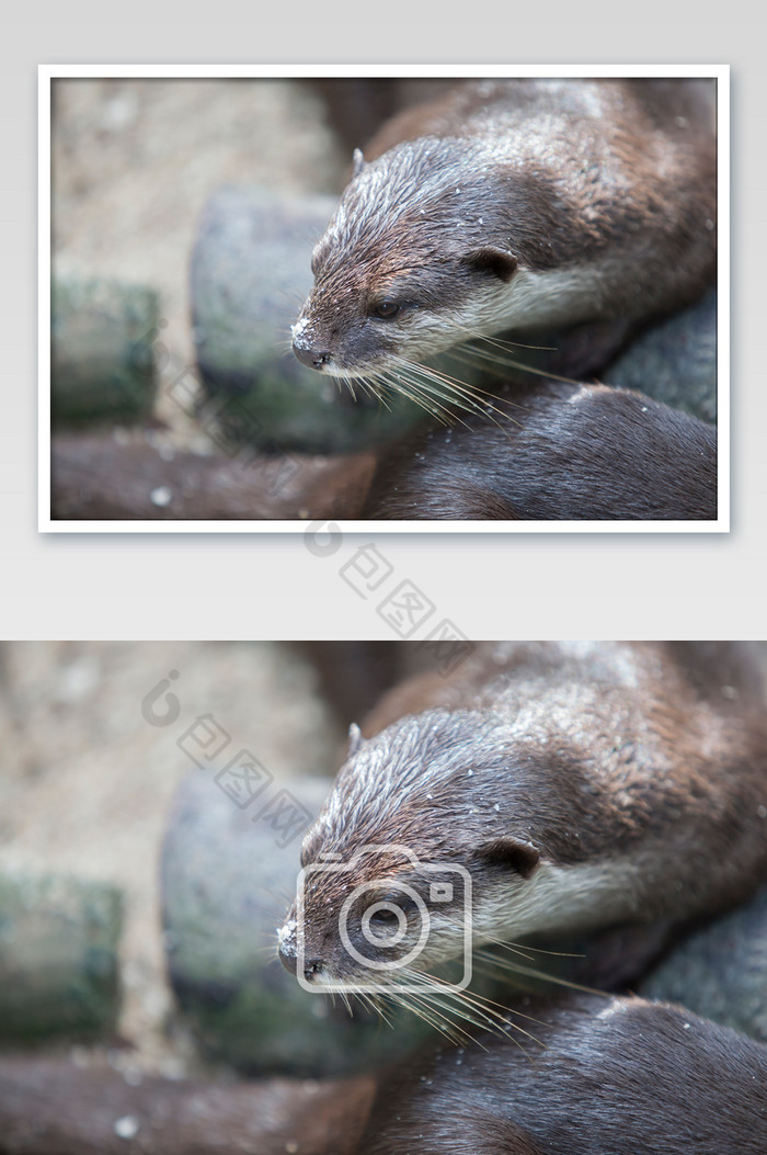 野生水獭特写摄影图片图片