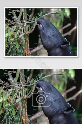 萌宠马莱貘吃草