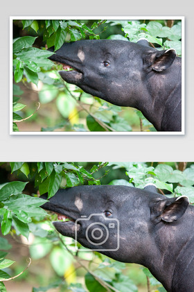 马莱貘肖像特写