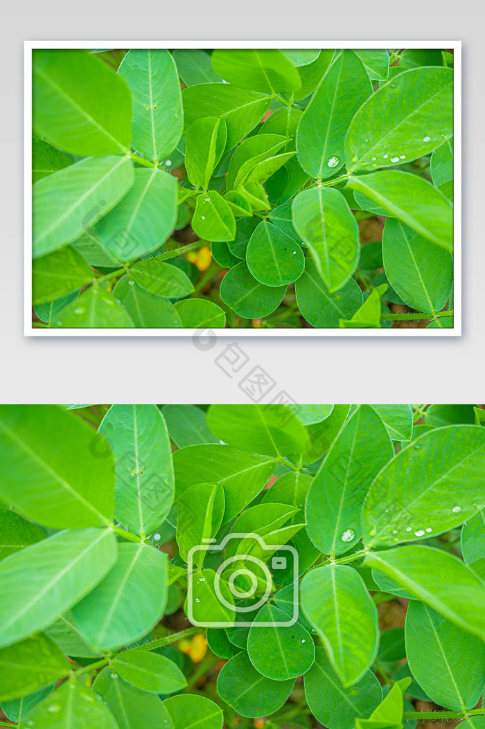 菜园里绿色的花生叶子摄影图片