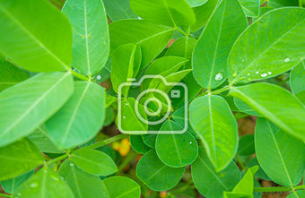 菜园里绿色的花生叶子摄影图片