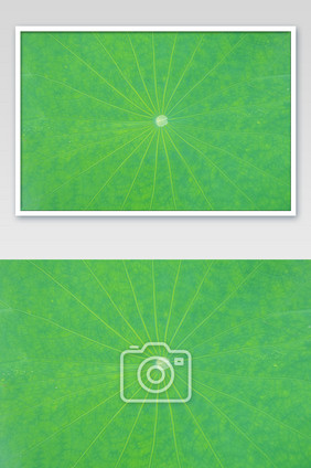 夏季脉络清晰的荷叶特写图
