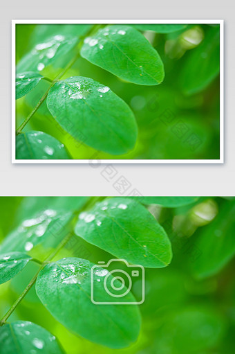 夏季雨后带有雨滴的槐树叶子图片