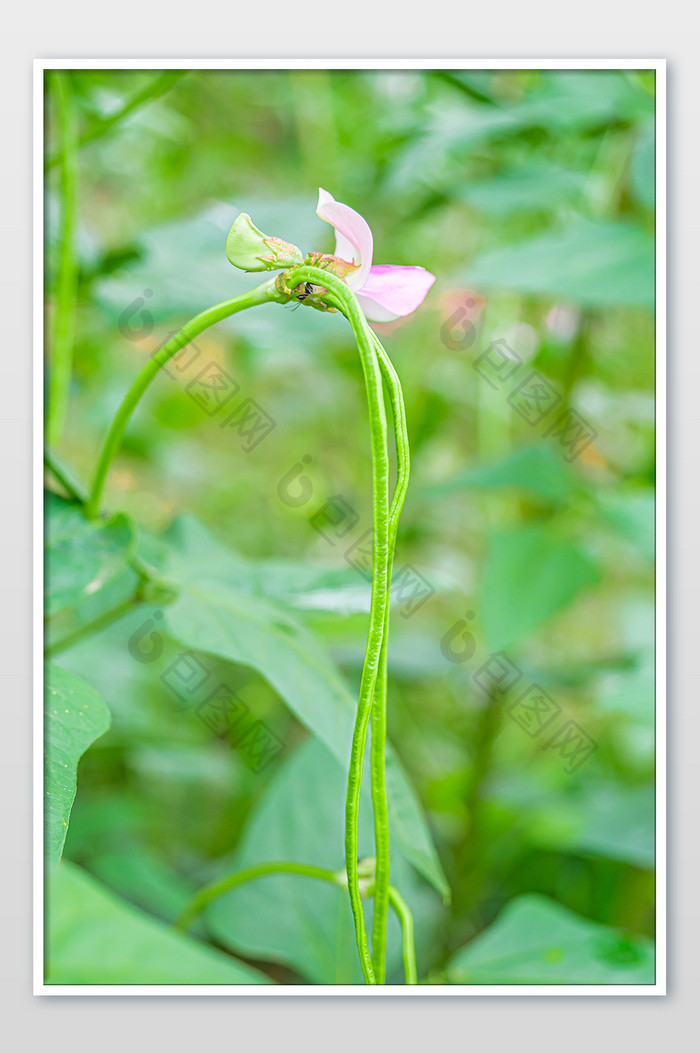 菜园里成熟的长豆角摄影图