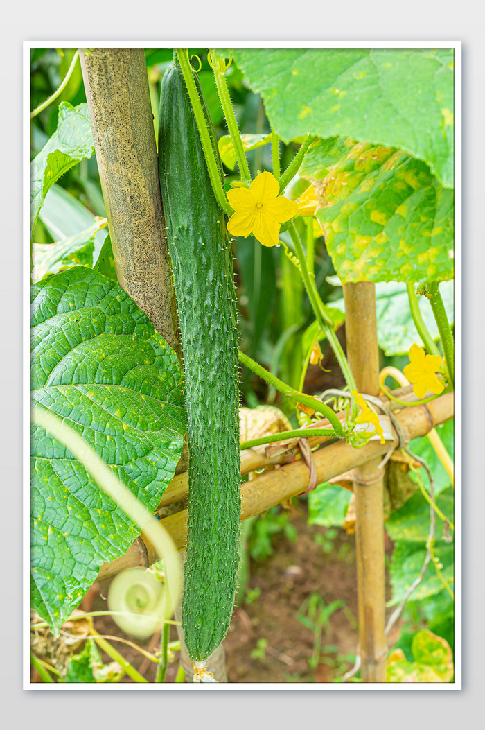 菜园中长好的绿色黄瓜图片