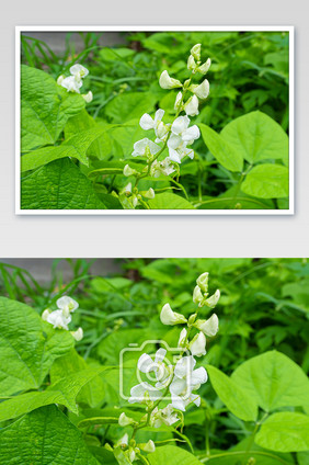 菜园里的白色扁豆花摄影图片