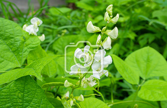 菜园里的白色扁豆花摄影图片