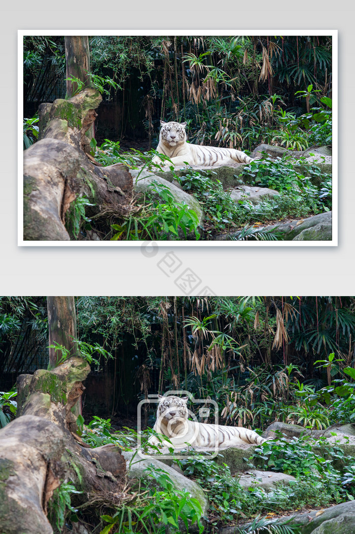 森林之王白老虎摄影图片图片