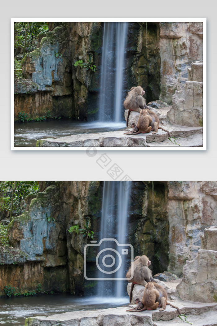 瀑布猴山猴王摄影图片