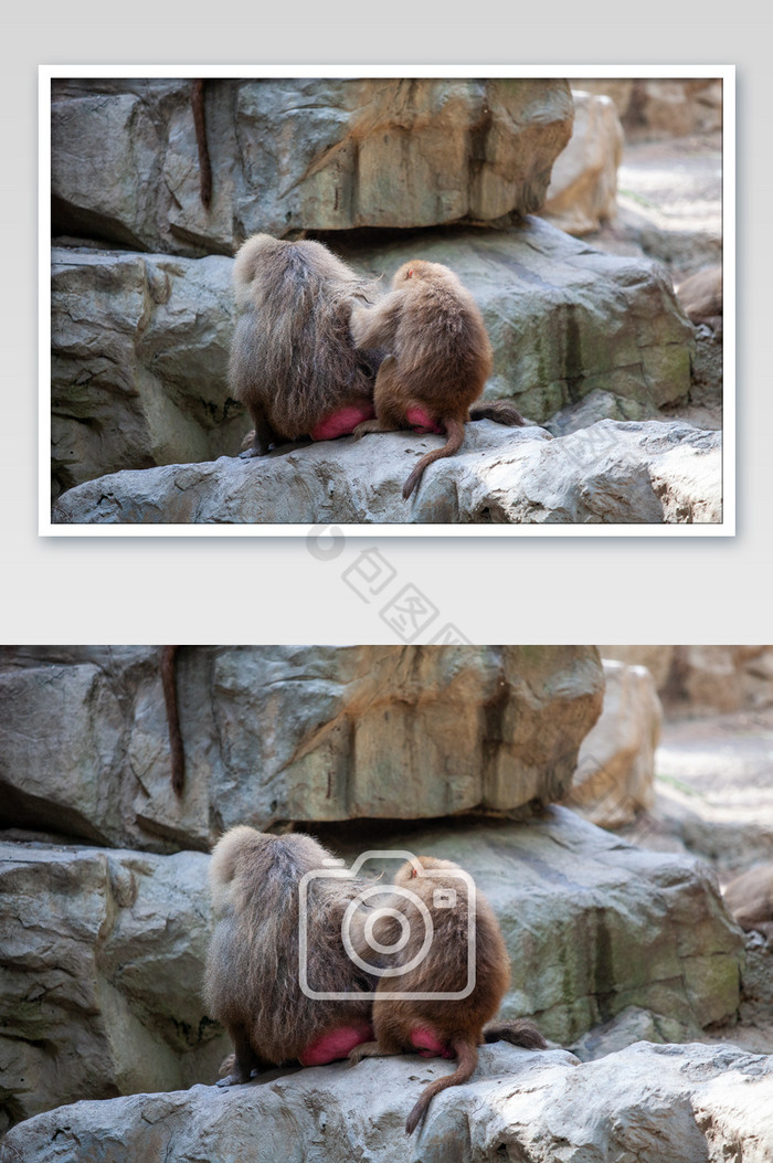 猴子动作姿态摄影图片图片
