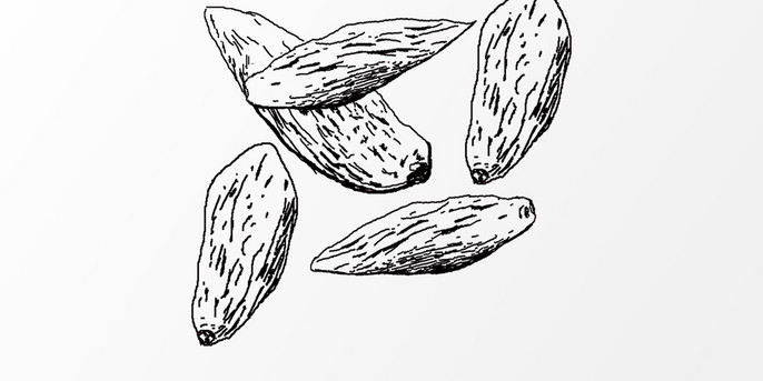 麦冬手绘中药线稿