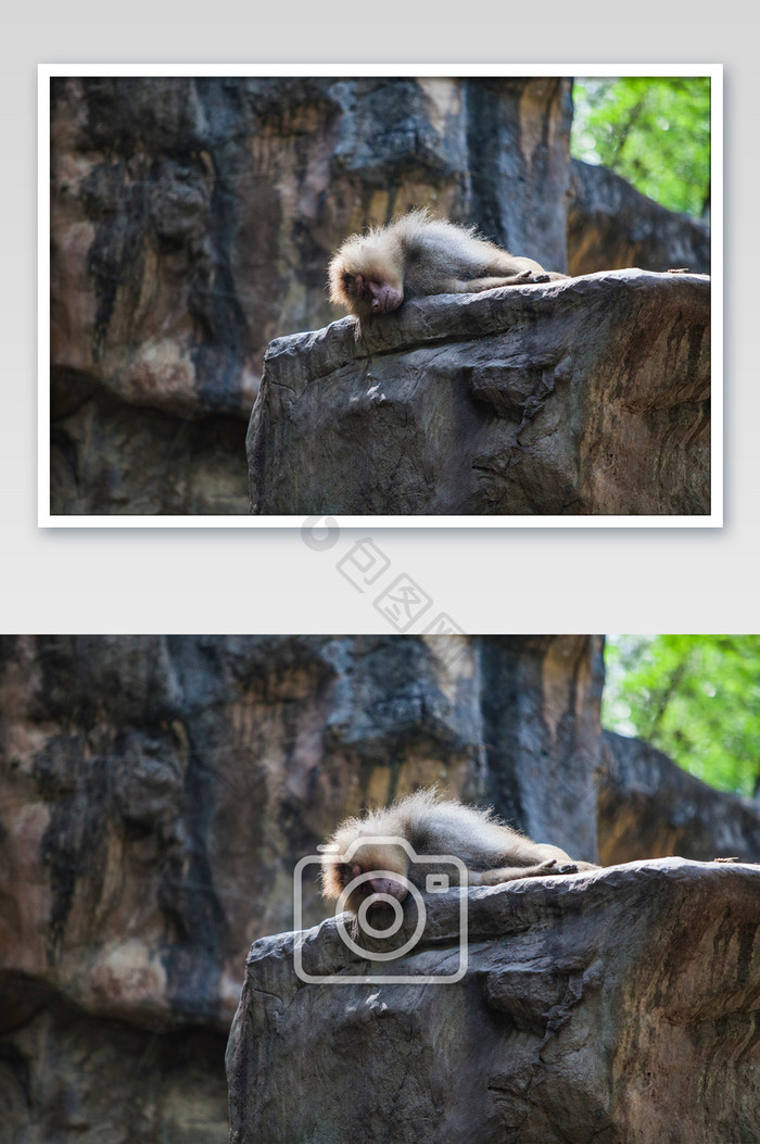 猴王睡觉摄影图片