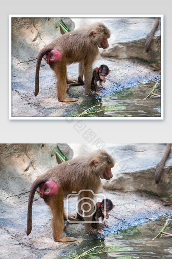 猴子父子摄影图片