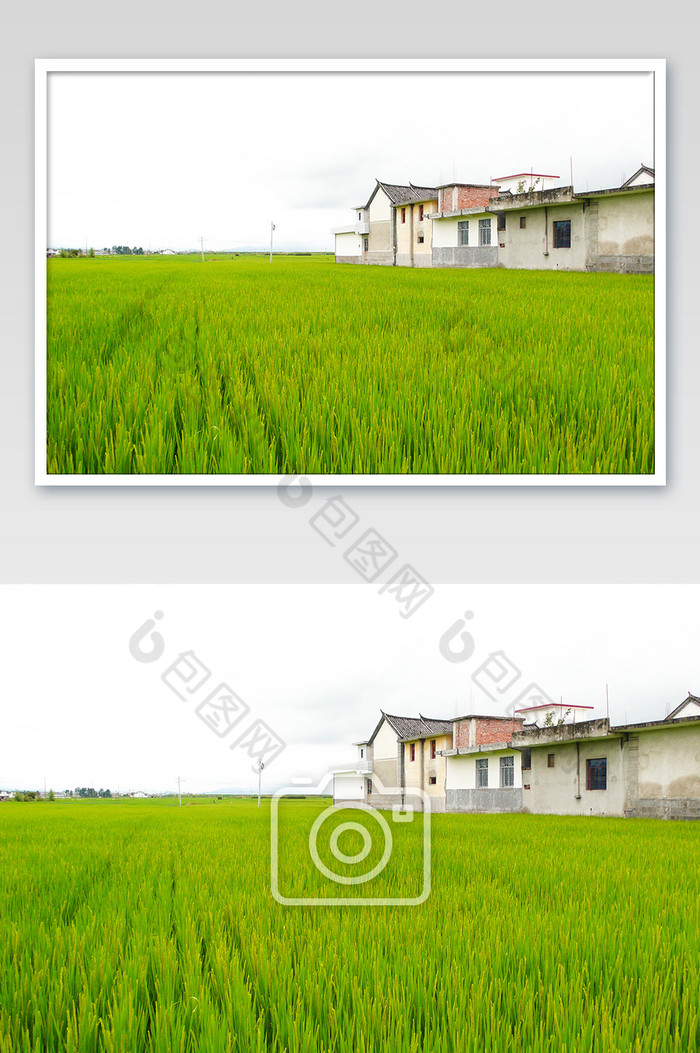 五谷杂粮稻田庄家粮食绿色摄影图图片图片