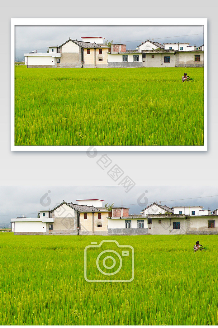 稻田庄家粮食绿色粗粮五谷杂粮摄影图