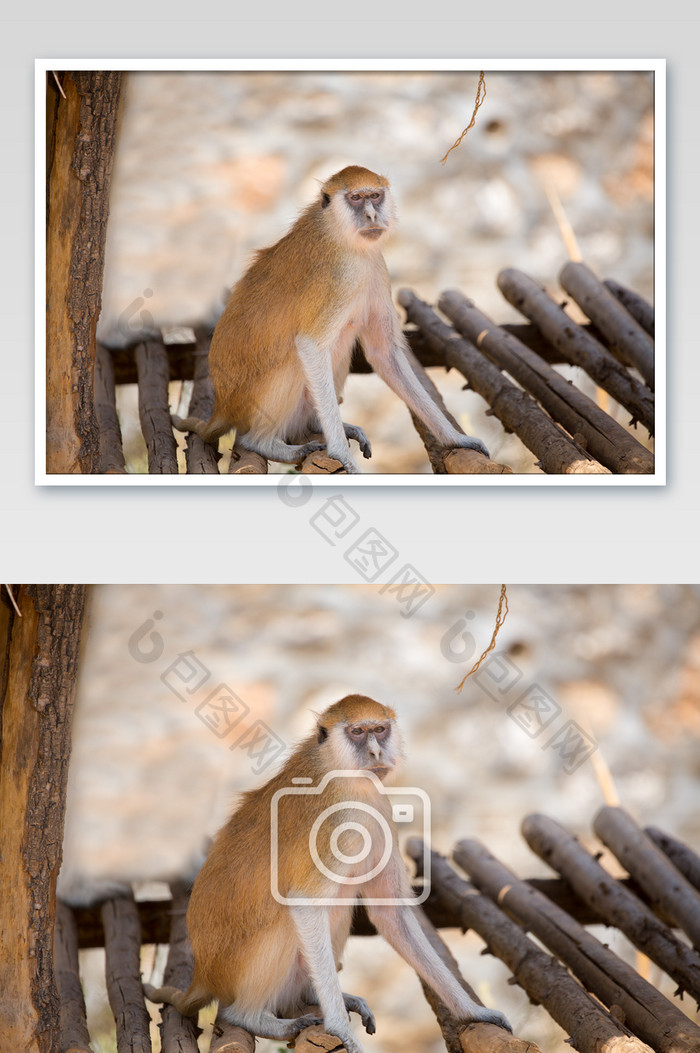 猴子家园摄影图片