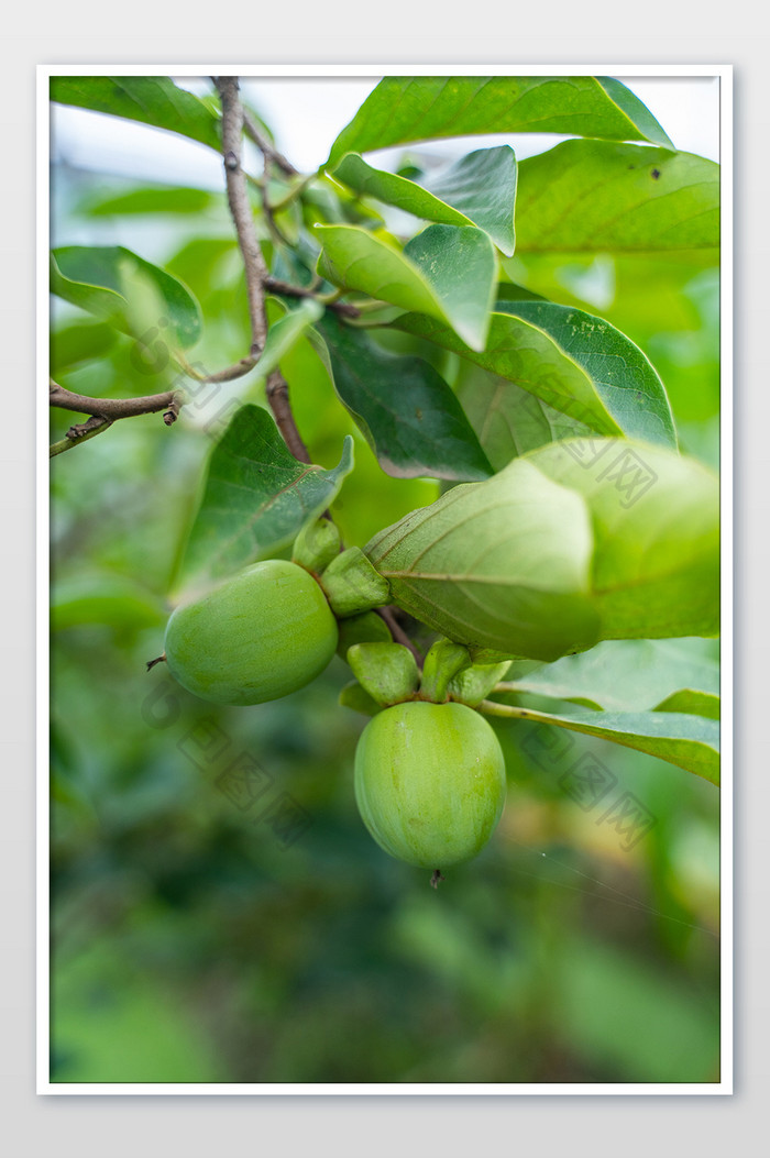 青柿子水果营养健康微距小暑清爽摄影图