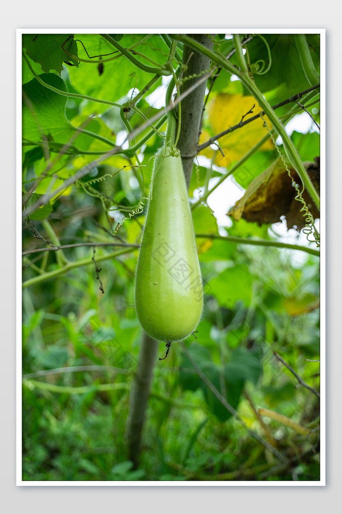 蒲瓜农作物庄稼地蔬菜营养摄影图图片图片