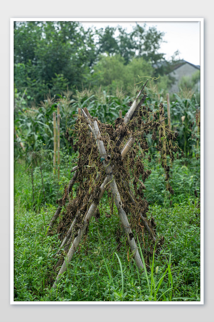 枯树农作物庄稼地蔬菜营养摄影图