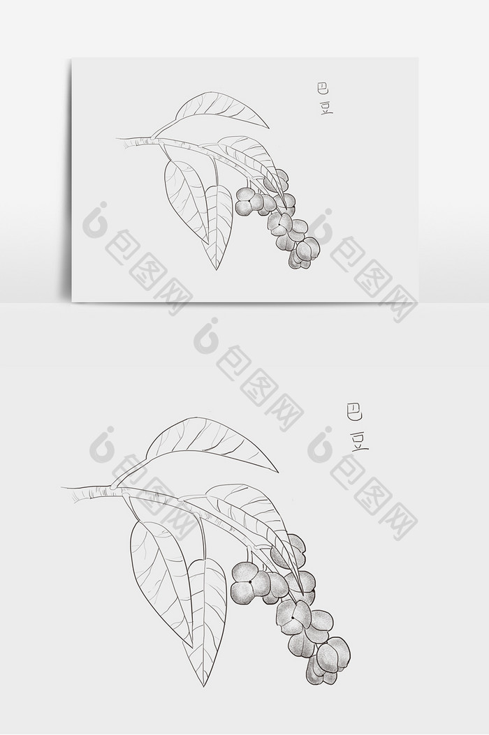 中药巴豆线描手绘元素