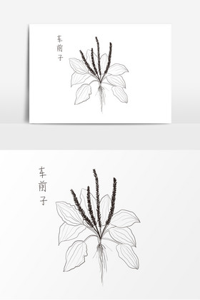 车前子图片