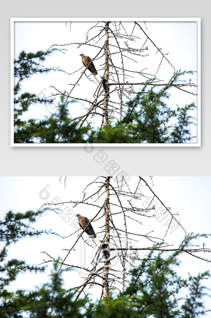 夏日山林枯枝觅食的鸟儿图片图片