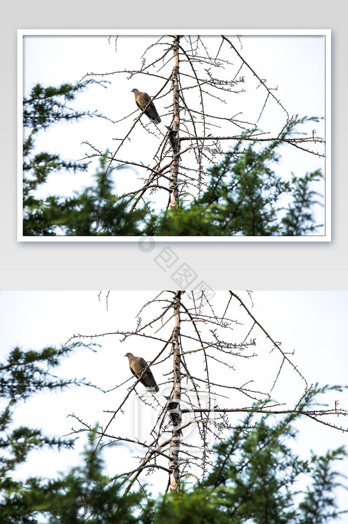 夏日山林枯枝觅食的鸟儿图片