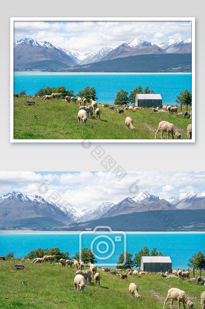 一群在草地上悠闲吃草的羊群图片图片