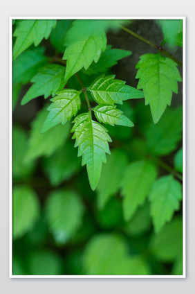 夏日暑假绿植树叶背景小清新清凉