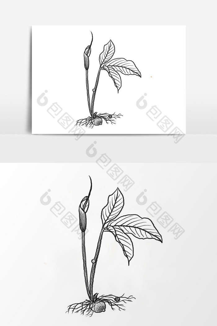 线稿中草药半夏元素图片