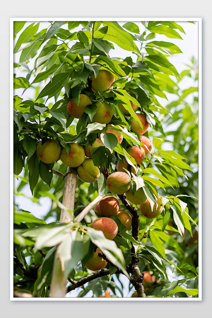 挂满枝头的桃子摄影图片
