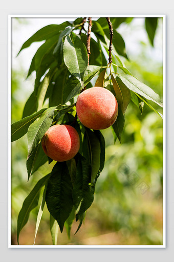 桃树上两颗成熟的桃子摄影图片