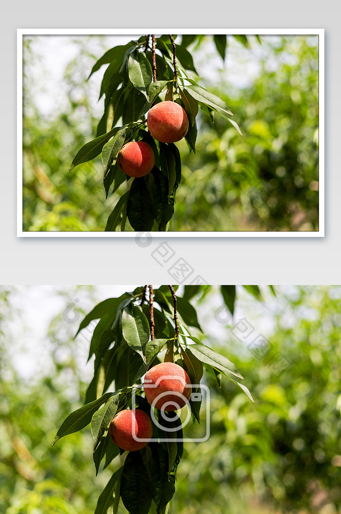 夏季桃树上的桃子摄影图片