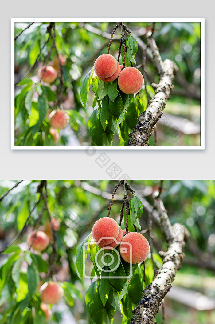桃叶果树阳光图片