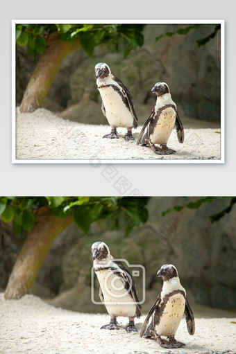 可爱企鹅走路摄影图片