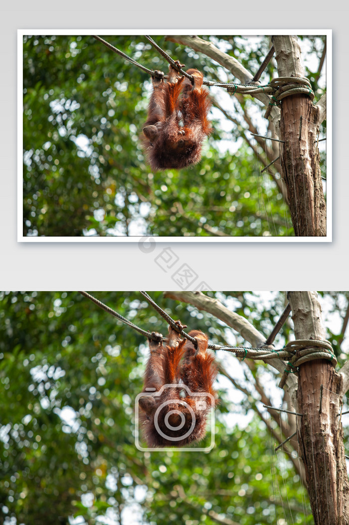可爱的红毛猩猩爬树摄影图片