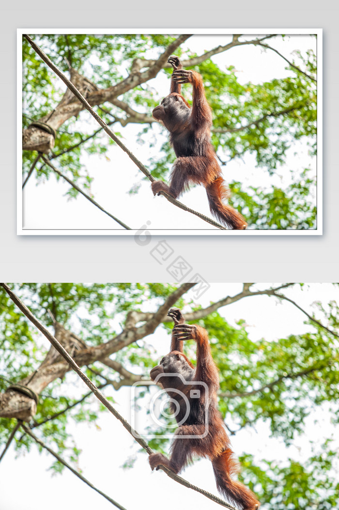 爬树红毛猩猩摄影图片