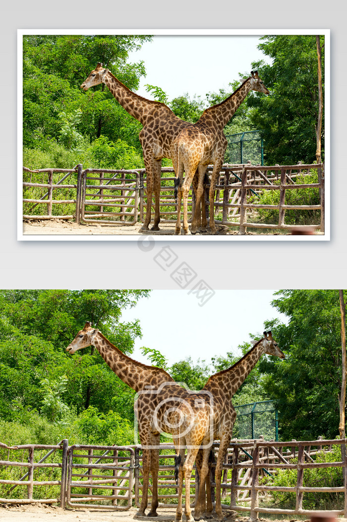 脊椎动物长颈鹿图片