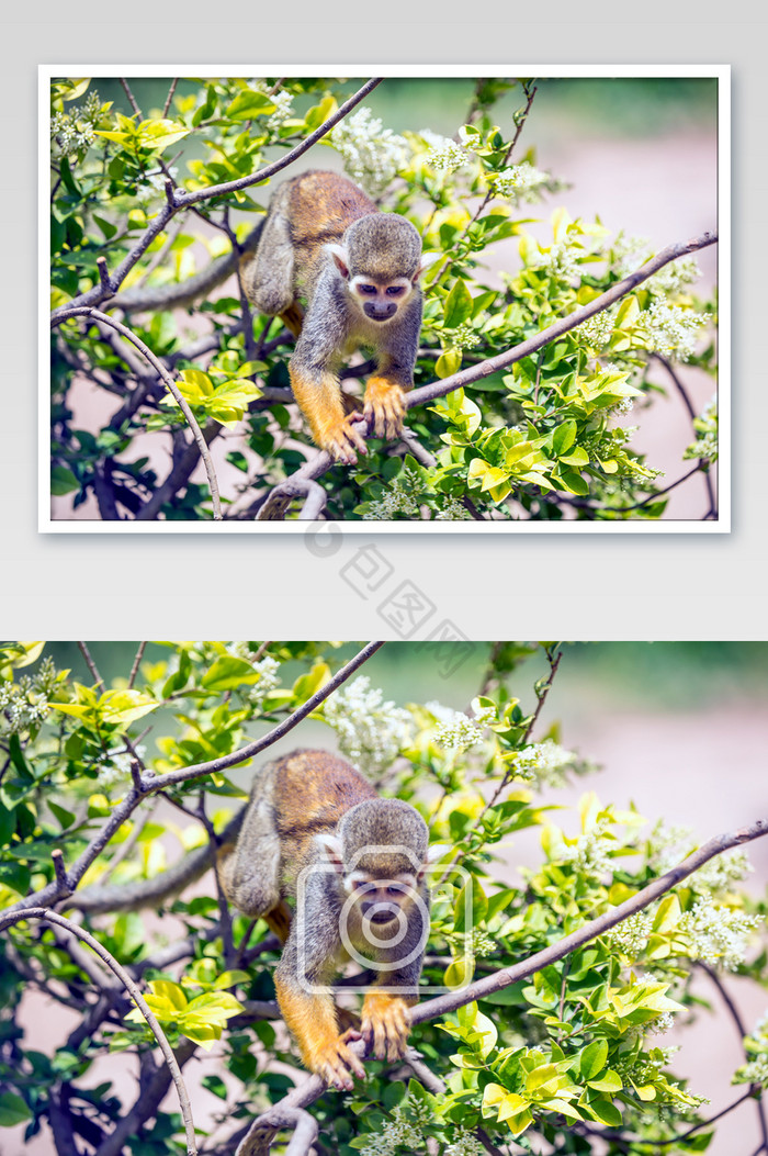 小猴子玩耍摄影图片