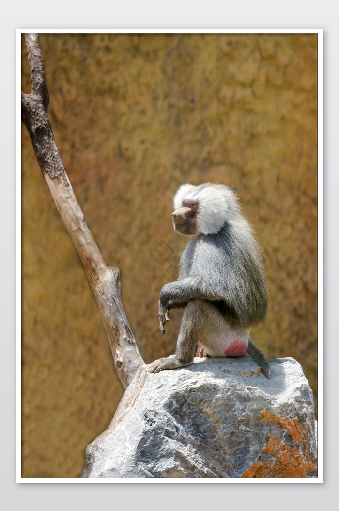 哺乳动物猴子摄影图片