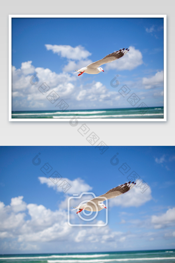 海滩海鸥飞翔蓝天摄影图