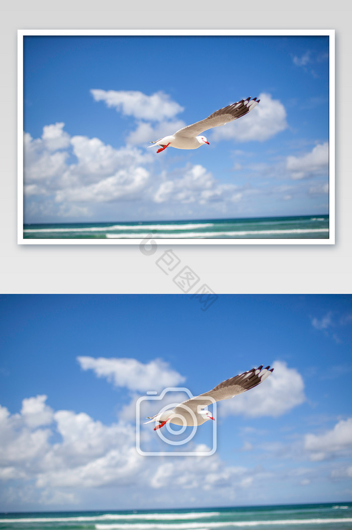 海滩海鸥飞翔蓝天摄影图图片