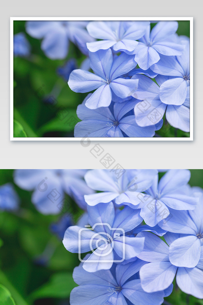 唯美紫色花朵蓝花丹图片图片