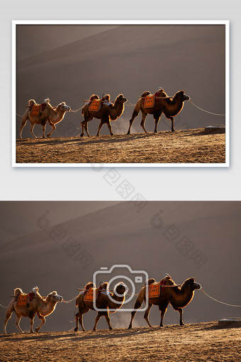 沙漠风光骆驼队伍摄影图片