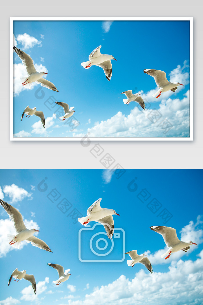 蓝色天空海鸟群飞图图片图片