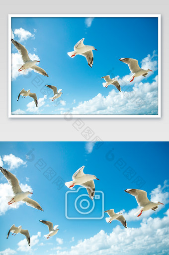 蓝色天空海鸟群飞图图片