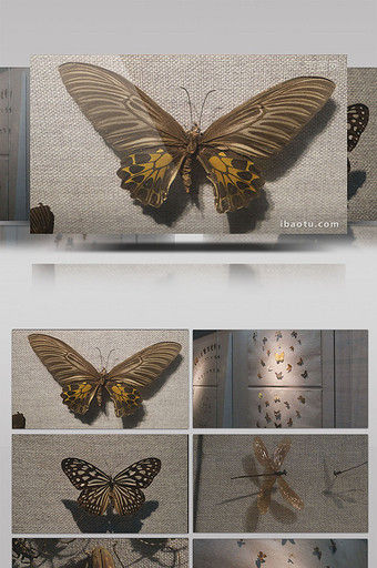 蝴蝶甲虫昆虫标本展览展厅展示博物馆蜻蜓图片